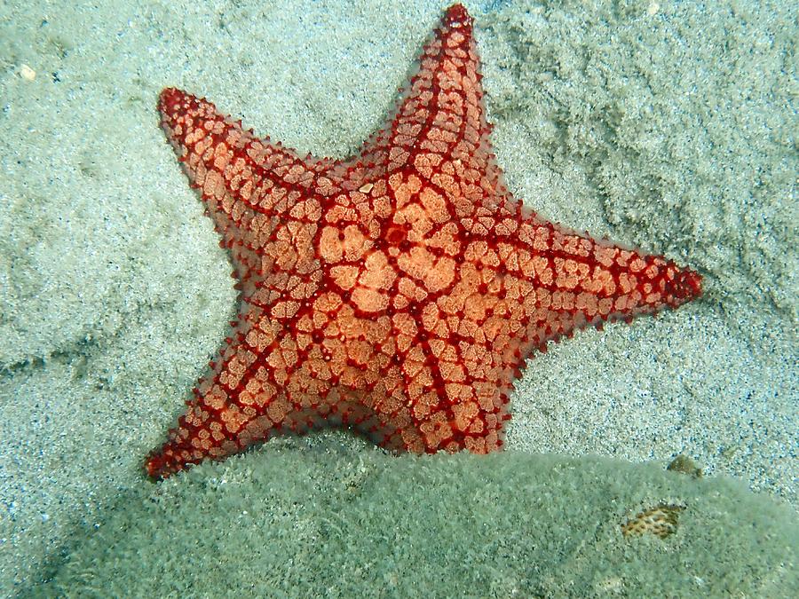 Sea Star 2 Photograph by Annette Kirchgessner - Pixels