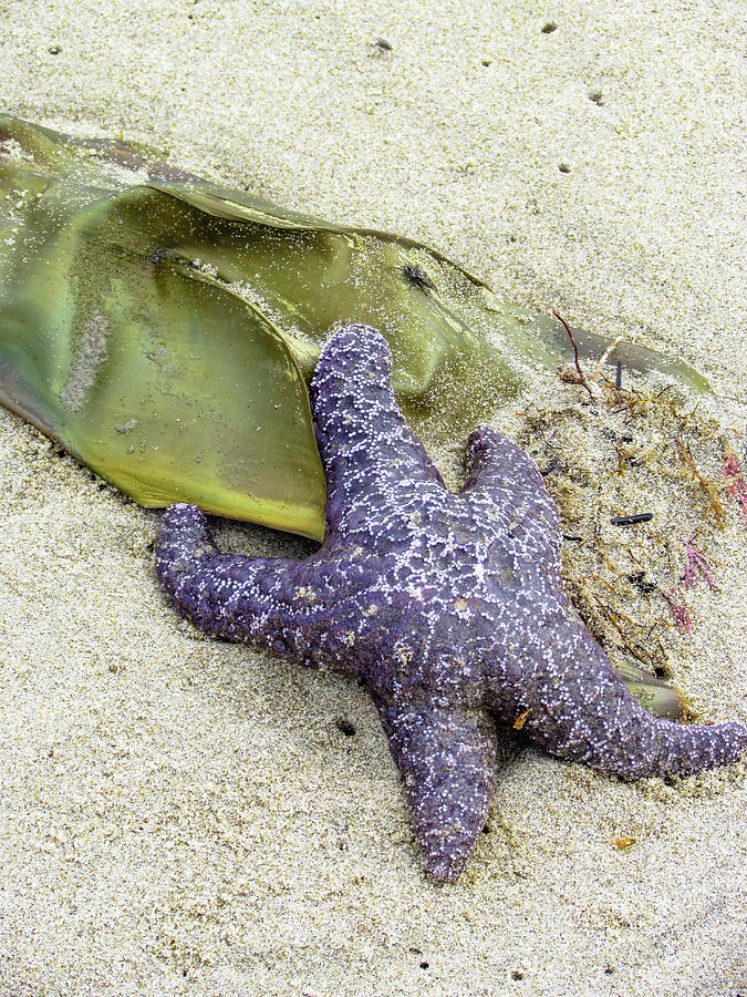 Sea　Mermaid's　Art　Photograph　Star　Dianne　and　Fine　Purse　by　Milliard　America