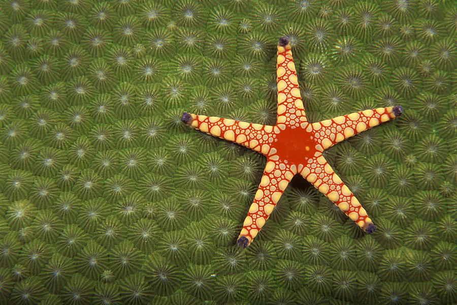 Sea Star Cleaning Reefs By Eating Algae Photograph by Comstock