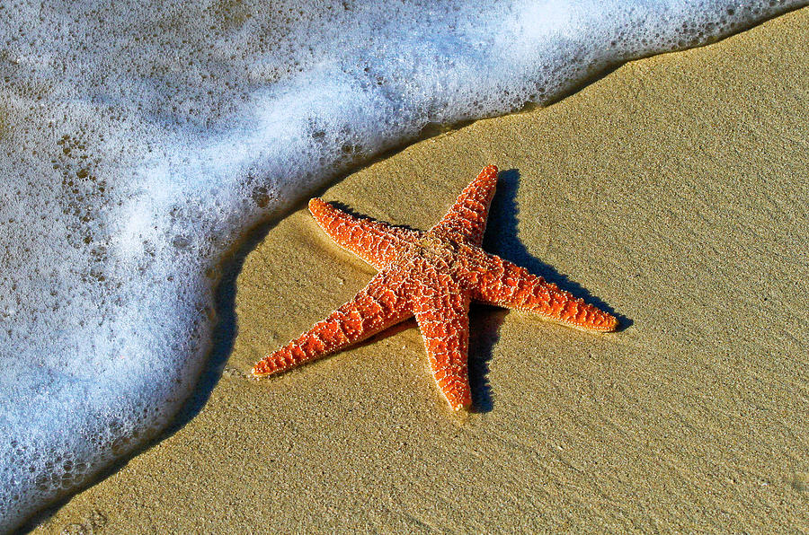 Sea Star Photograph by Lasting Image By Pedro Lastra