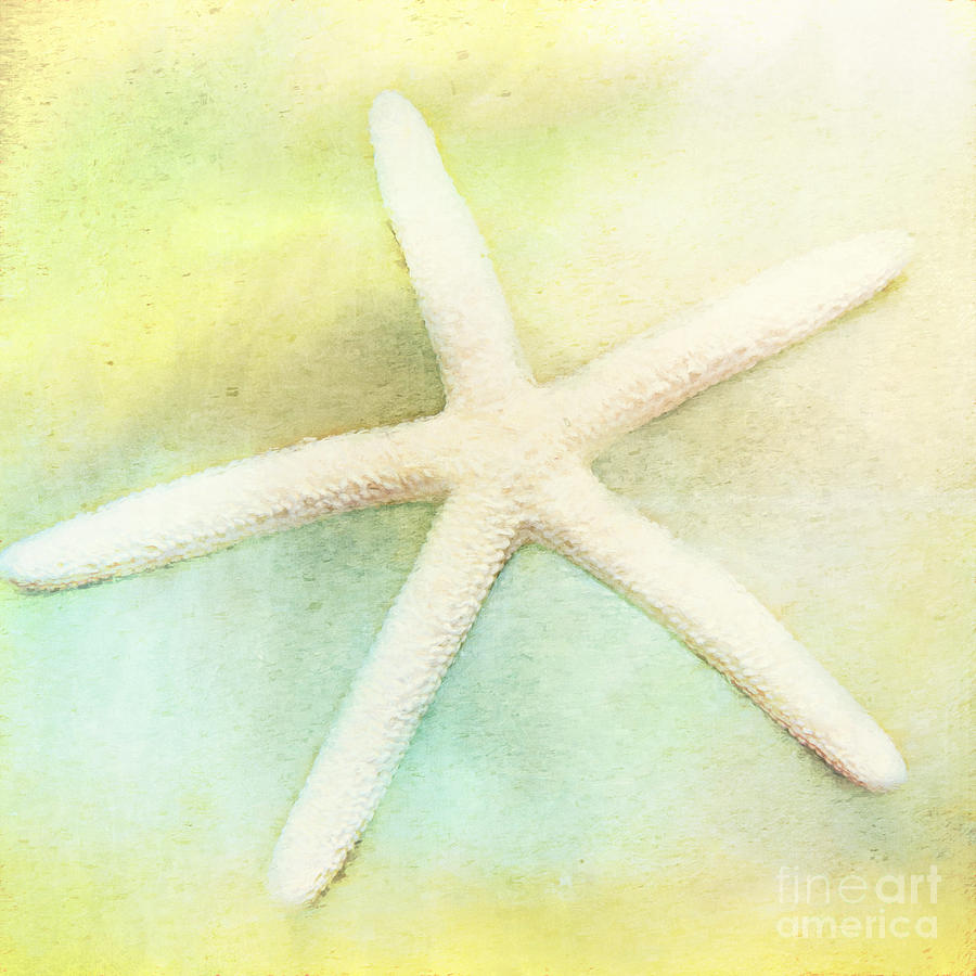 Sea Star Photograph by Pam  Holdsworth