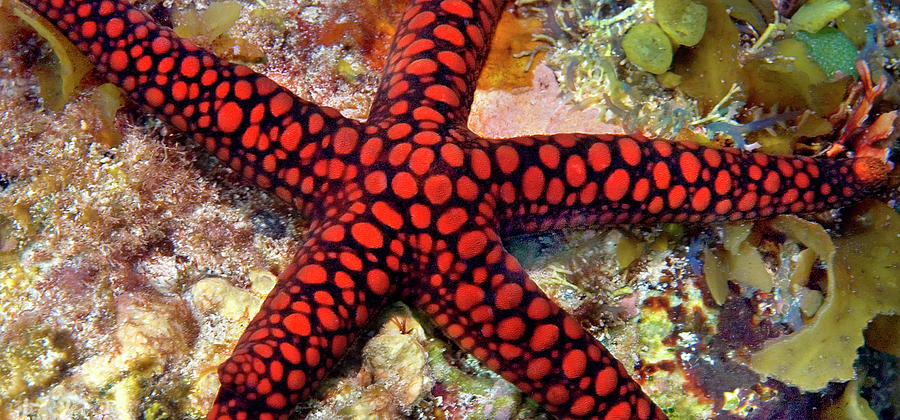 Sea Star Photograph by Panoramic Images