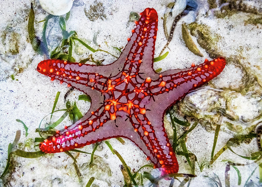 Starfish, Zanzibar, Tanzania Photograph by Lyl Dil Creations