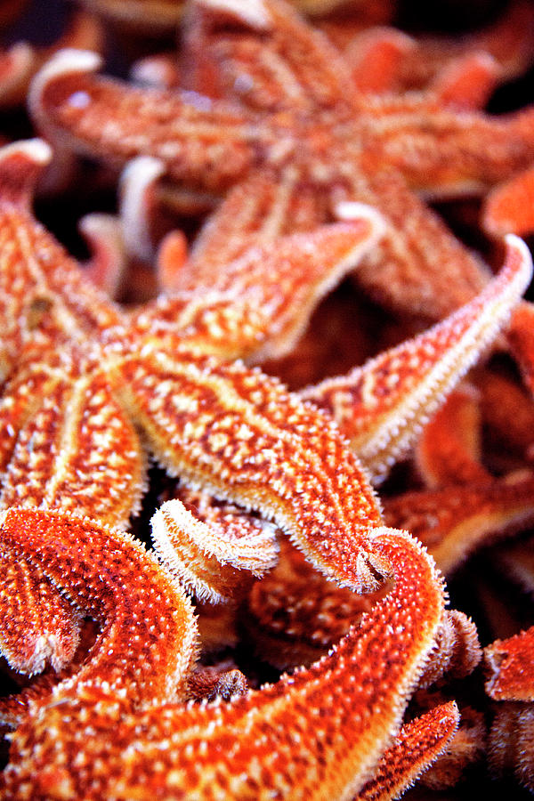 Sea Stars Photograph by Creative Beautiful Images From All Around The World