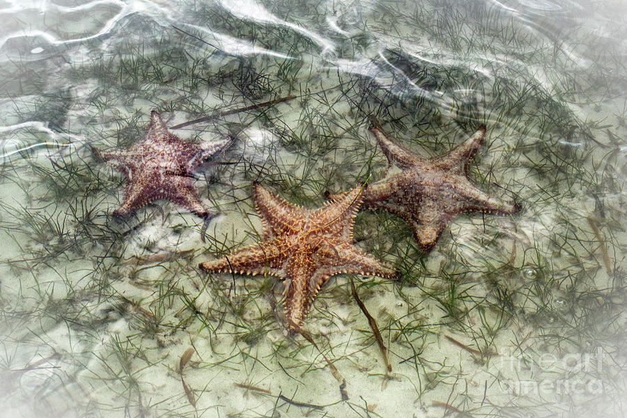Sea Stars Photograph by Judy Wolinsky