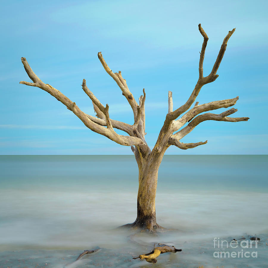 Sea Tree Photograph by Patrick Lynch
