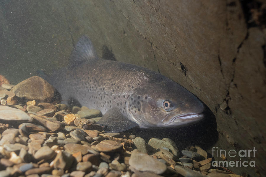 Sea Trout Photograph by Science Photo Library Sea Trout Photograph by Science Photo Library