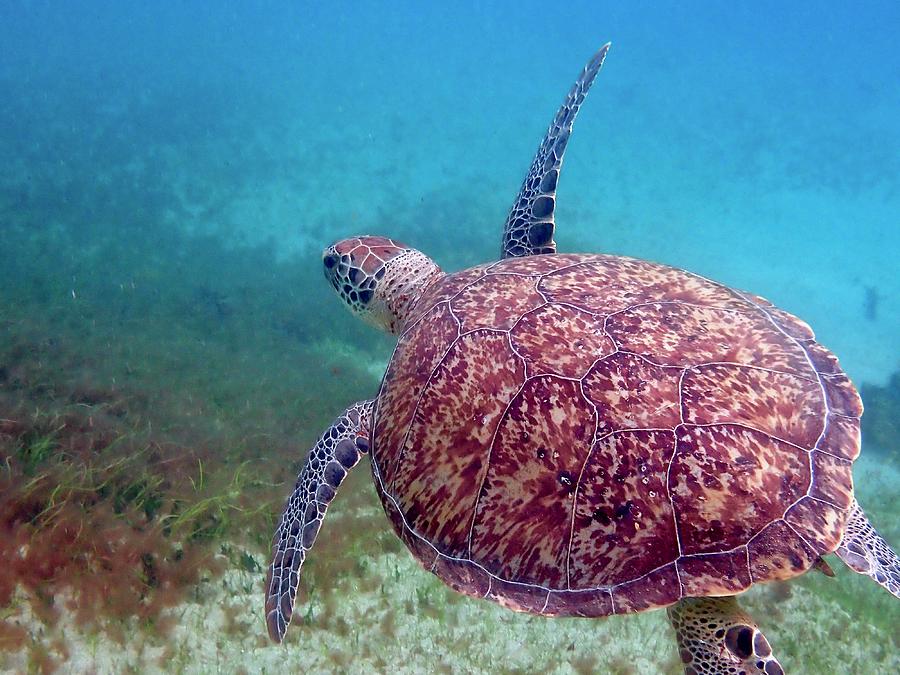 Sea Turtle 2 Photograph By Annette Kirchgessner 