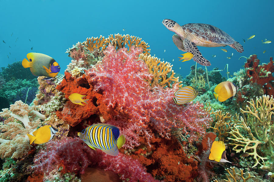 Sea Turtle And Colorful Fish On A Coral Photograph by Jeff Hunter