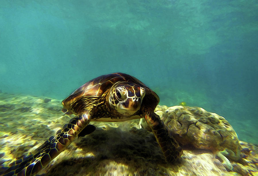 Sea Turtle  Digital Art by Anthony Jones