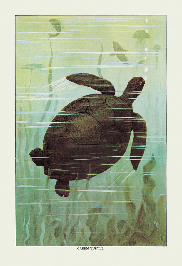Sea Turtle Painting by Artemas Ward
