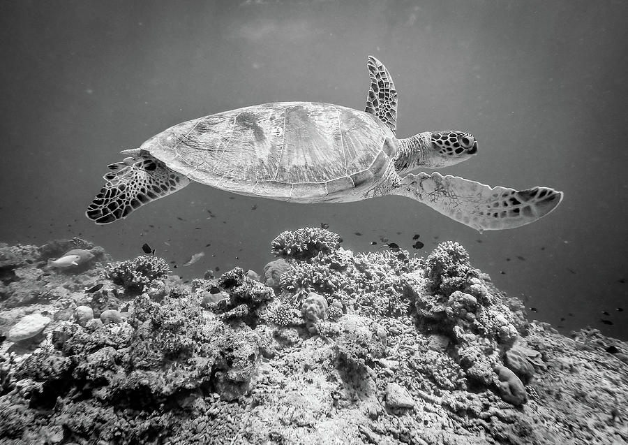Wildlife Photograph - Sea Turtle At Sipadan by Yumian Deng