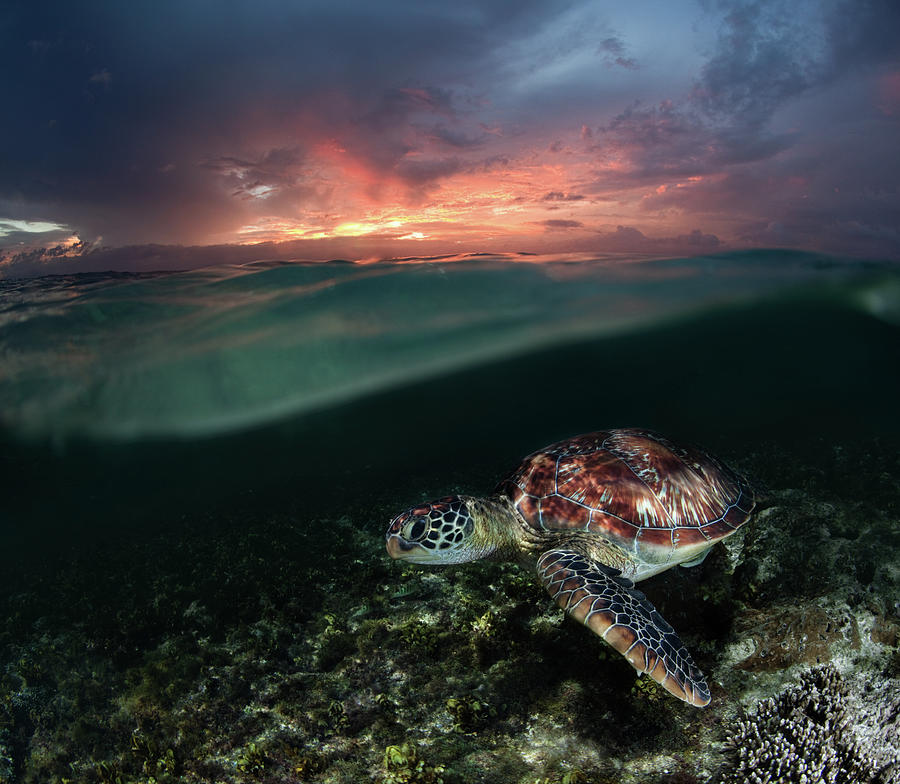 Sea Turtle At Sunset Photograph by Nature, Underwater And Art Photos. Www.narchuk.com