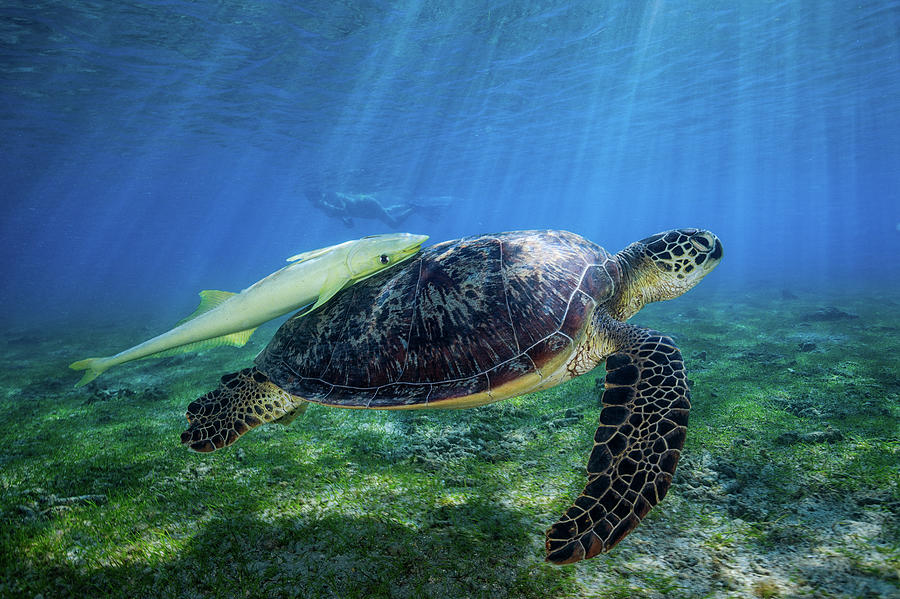 Sea Turtle Photograph by Barathieu Gabriel
