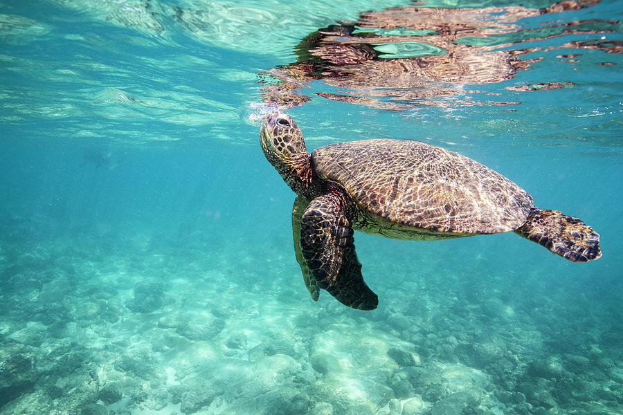 Sea Turtle Comes Up For Breathe While Swimming In The Oahu Ocean ...