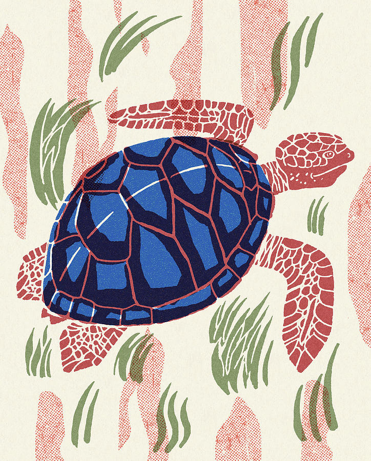 Turtle Drawing - Sea Turtle by CSA Images