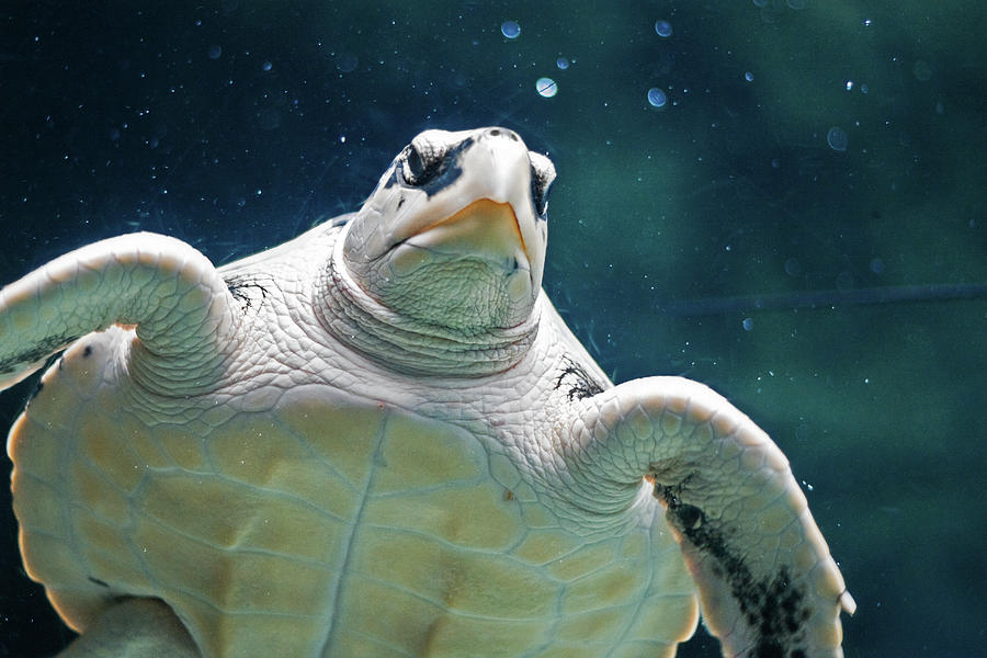 Sea Turtle Photograph by Ellen Van Bodegom
