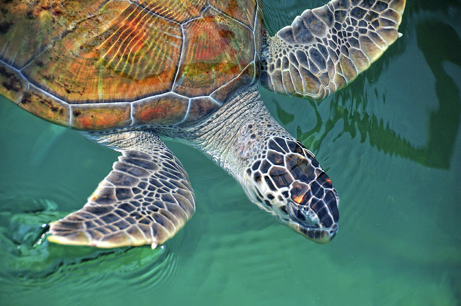 Sea Turtle Photograph by Fiftymm99