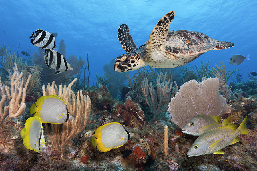 Sea Turtle, Fish, On Colorful Tropical Photograph by Jeff Hunter Sea Turtle, Fish, On Colorful Tropical Photograph by Jeff Hunter