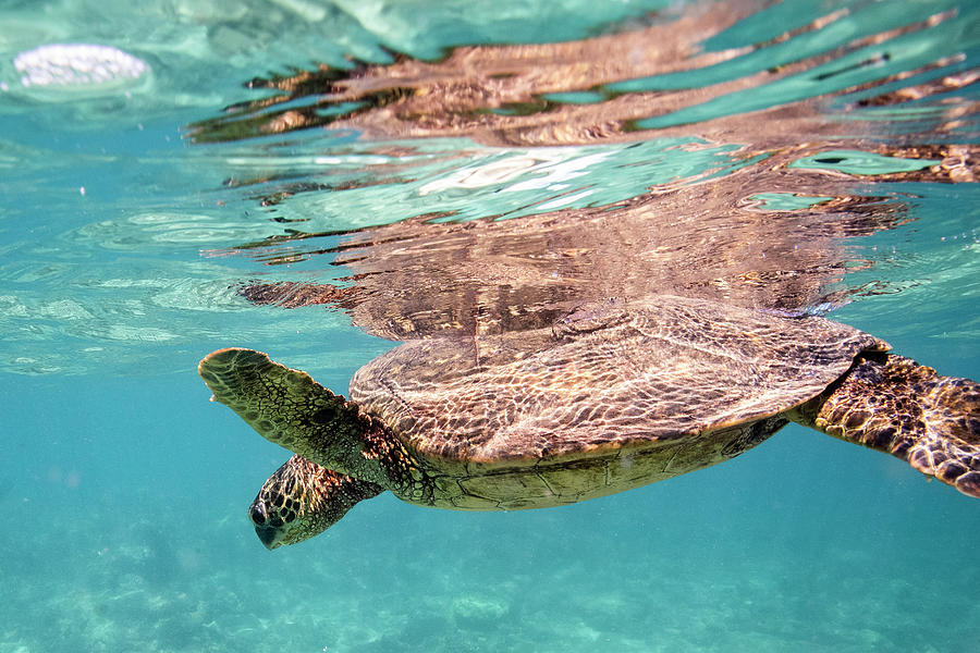 Sea Turtle Floats At The Surface Of The Clear Waters Off Oahu, Hawaii ...