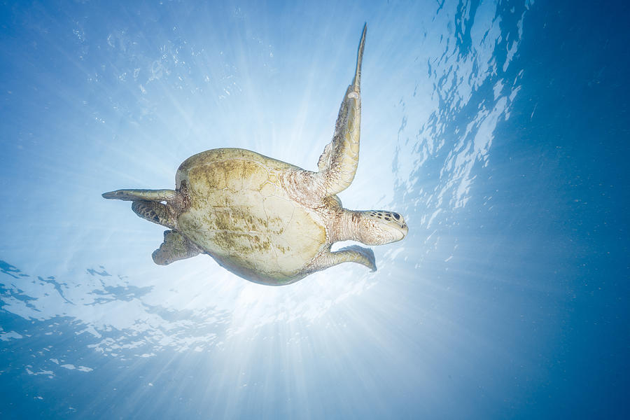 Sea Turtle - Green Turtle Photograph by Barathieu Gabriel