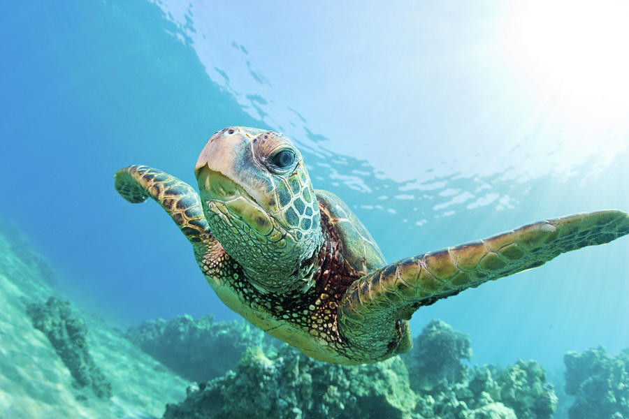 Sea Turtle, Hawaii Photograph by M.m. Sweet