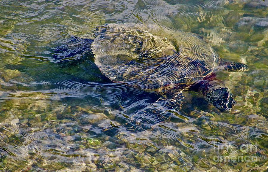 Sea Turtle in the Shallows Photograph by Craig Wood