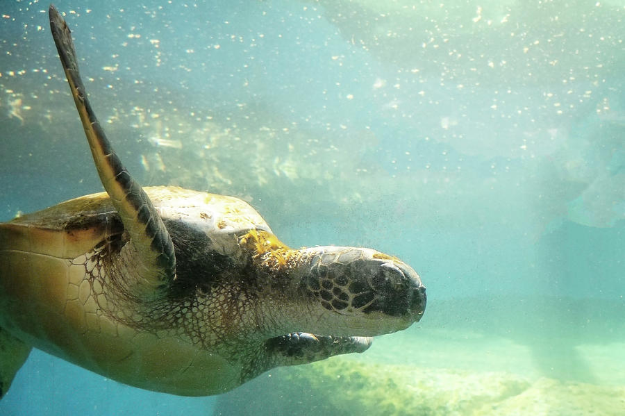 Sea Turtle Photograph by Joe  Palermo