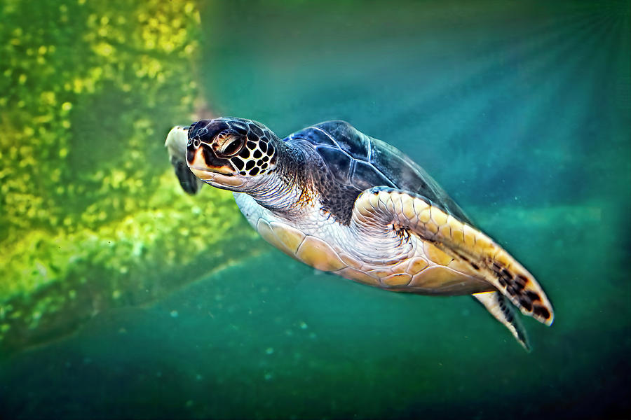 Sea Turtle Photograph by Marcia Colelli