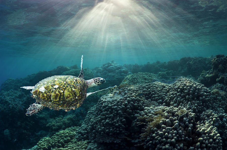 Sea Turtle Over Corals Photograph by Georgette Douwma