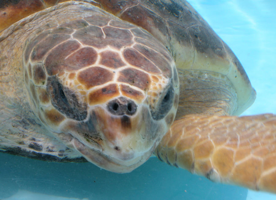 Sea Turtle Photograph by Paul Tokarchuk - Fine Art America