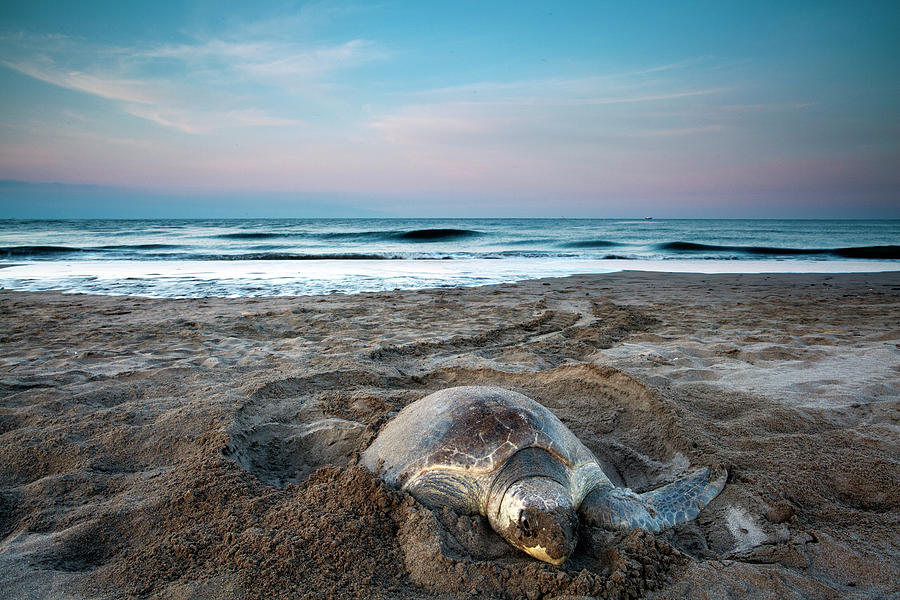 Sea Turtle Photograph by Photo By Edward Kreis, Dk.i Imaging