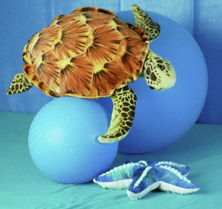 Turtle Photograph - Sea Turtle Plush and StarFish Plush #1 by Scott Johnson