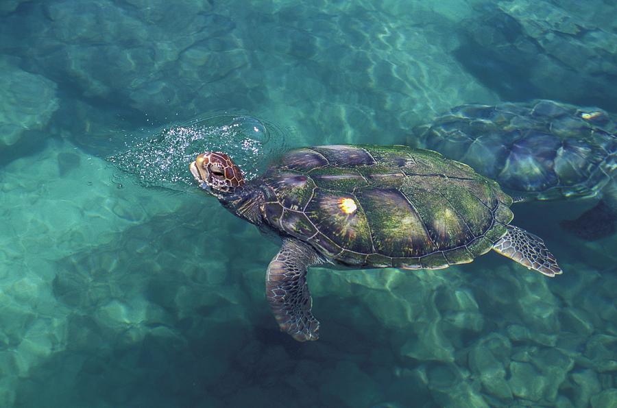 Sea Turtle, Quintana Roo, Mexico Digital Art by Heeb Photos - Fine Art ...