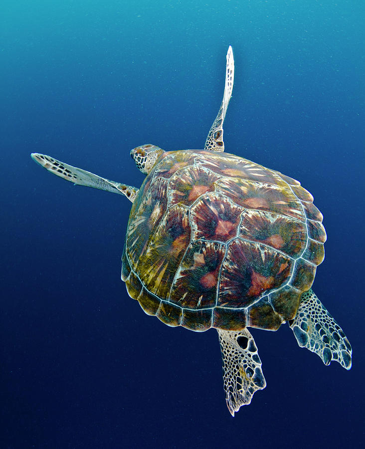 Sea Turtle Photograph by Raimundo Fernandez Diez