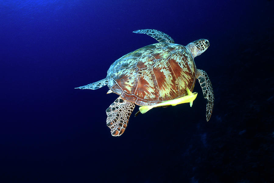 Sea Turtle, Republic Of Palau Digital Art by Settimio Cipriani - Fine ...