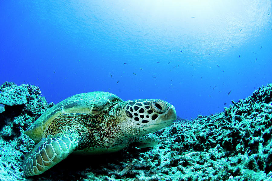Sea Turtle Resting Underwater Photograph by Yusuke Okada/a.collectionrf