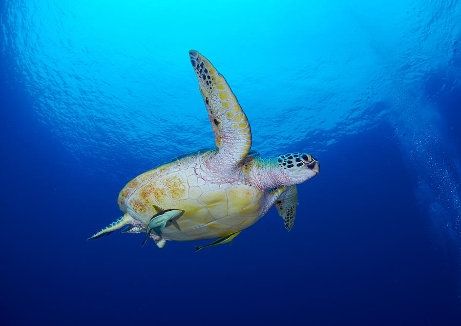 Sea Turtle Photograph by Ryan Y Lin - Pixels