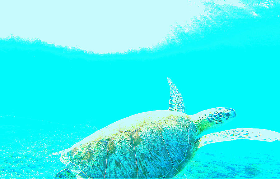 Sea Turtle Mixed Media by Sani A - Fine Art America