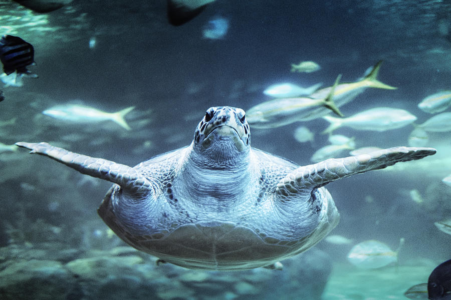 Sea Turtle Photograph by Scott Wyatt