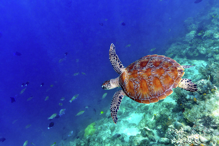 Sea Turtle Photograph by Shan Shui