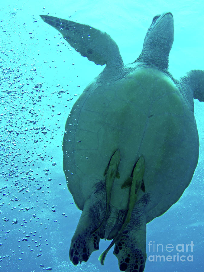 Sea Turtle Stowaways Photograph by Becqi Sherman