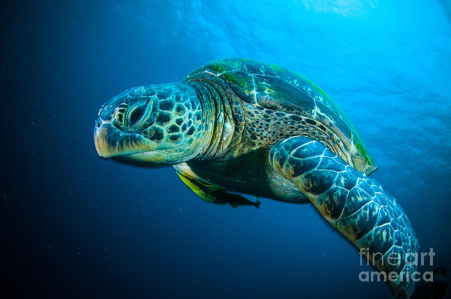 Sulawesi Photograph - Sea Turtle Swimming Bunaken Sulawesi by Fenkieandreas