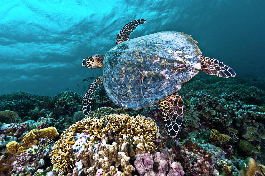 Sea Turtle, Tubbataha Reef, Philippines Digital Art by Giordano Cipriani
