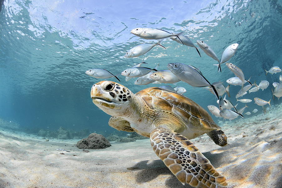 Wildlife Photograph - Sea Turtle With Small School Of Fish by Luiz Felipe Puntel