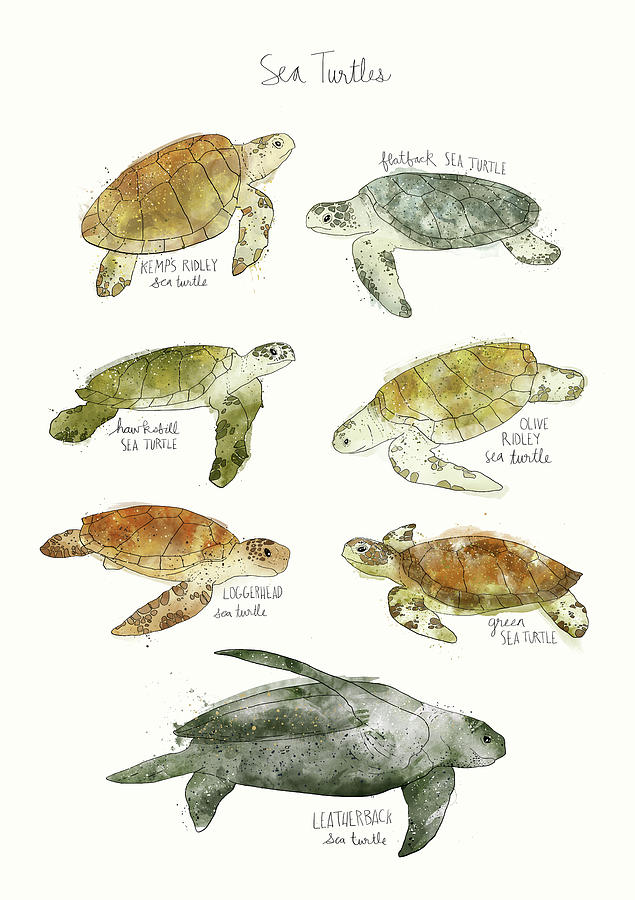 Turtle Mixed Media - Sea Turtles by Amy Hamilton