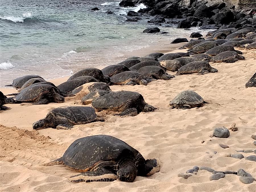 Sea Turtles Ho'okipa Beach Park Photograph by Norman Gragasin - Fine ...