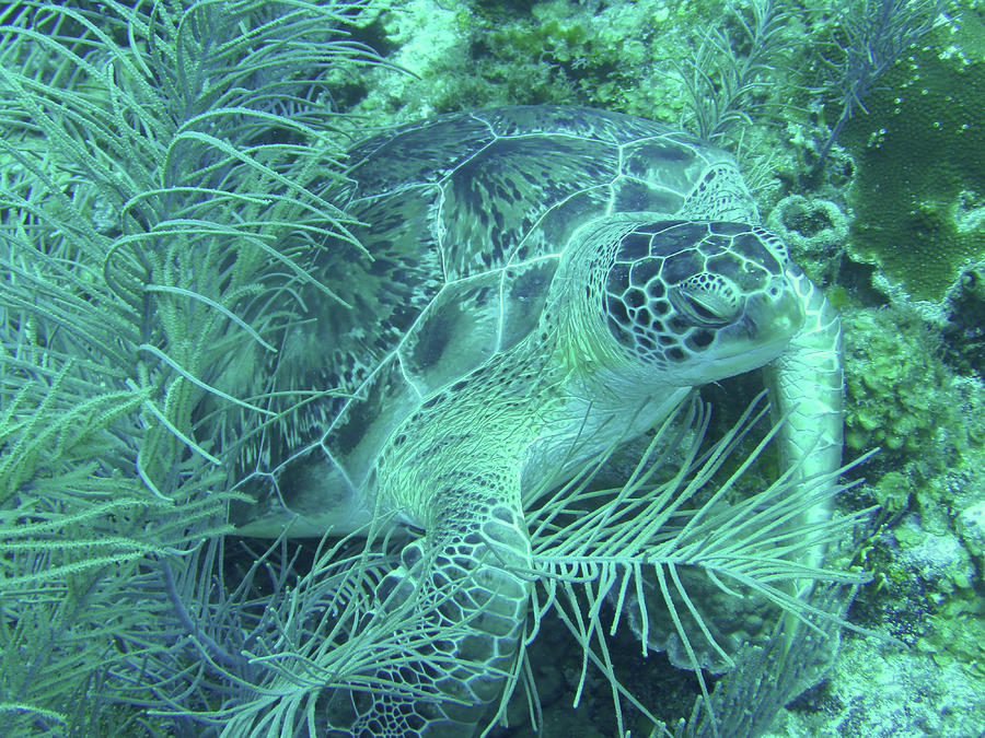 Green Sea Turtle Underwater Wonders Photograph by Leslie Struxness