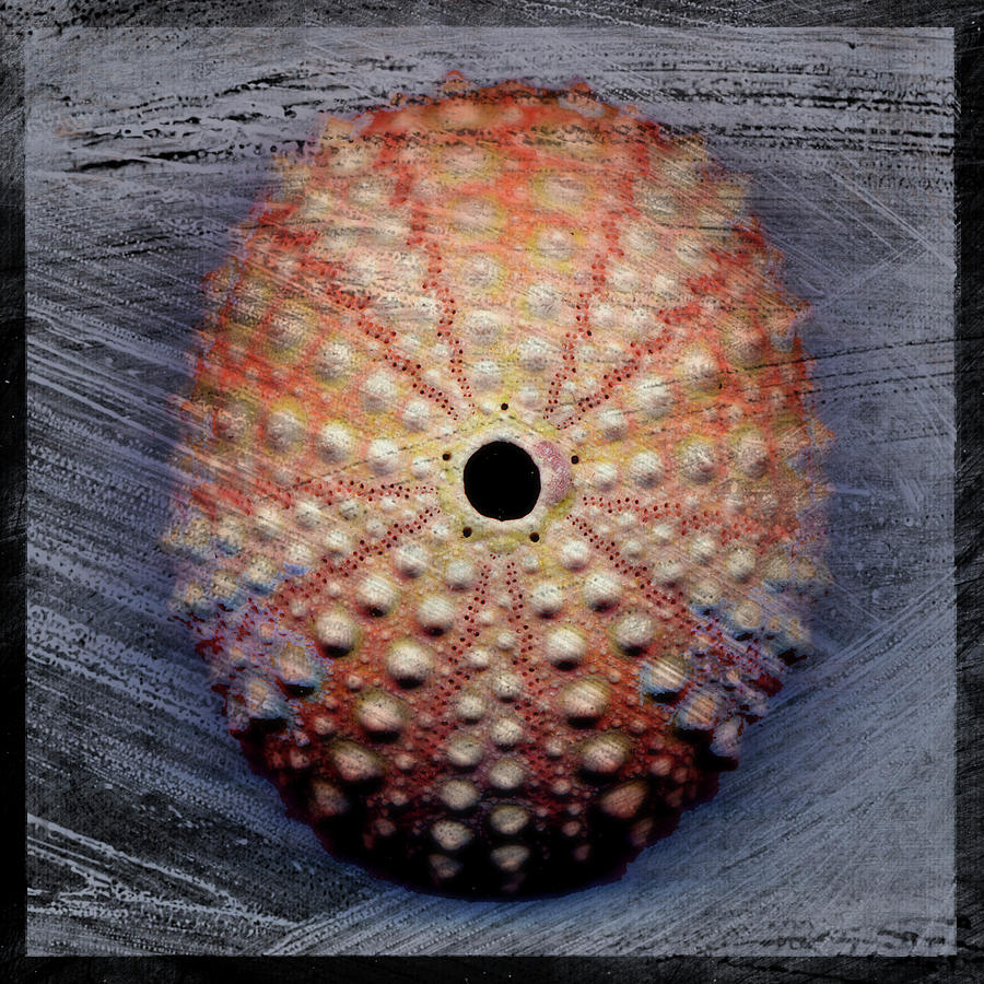 Sea Urchin 1 Digital Art by John W. Golden - Fine Art America