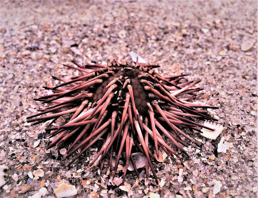 Sea Urchin Photograph by C Sev Photography - Pixels